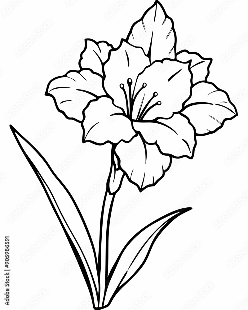 Line art of Gladiolus flower Line art of Gladiolus flower