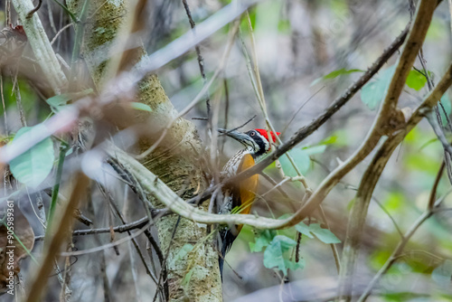 The Common goldenback on the tree photo