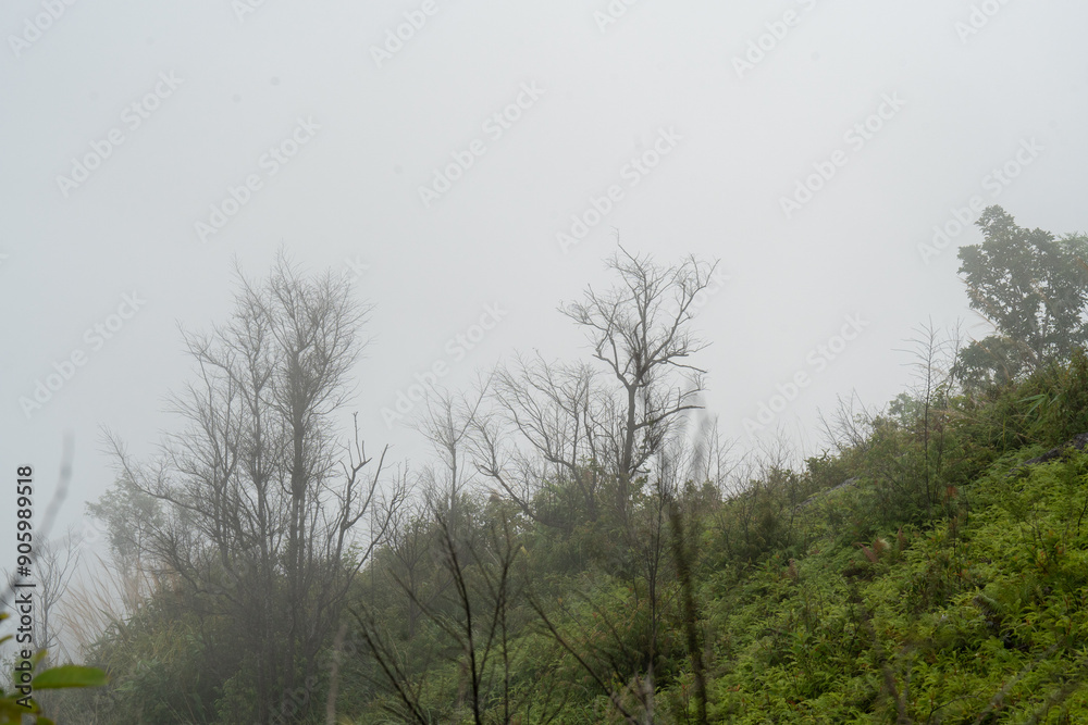Obraz premium The sky is overcast and the trees are bare