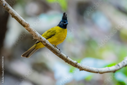 The Black-crested Bulbul in nature