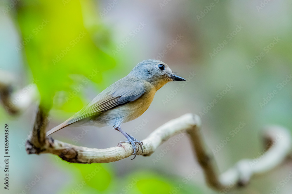 The Tickell's Blue Flycatcher in nature The Tickell's Blue Flycatcher in nature