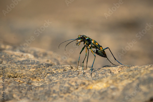 Blue-spotted tiger beetle or golden-spotted tiger beetle (Cicindela aurulenta) perching on a river rock, with natural river background photo