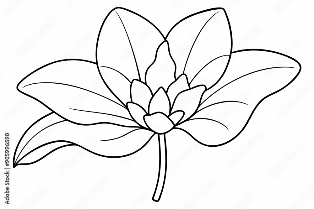 Line art of Cyclamen Flower Line art of Cyclamen Flower