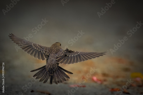 Brown headed cowbird chick on the trail