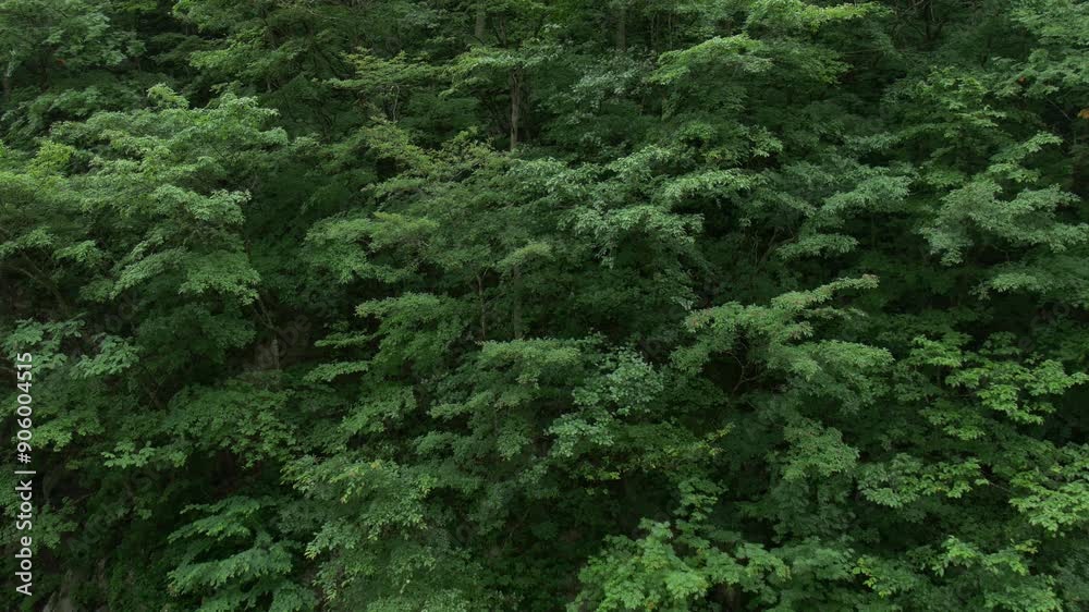 山間の静かな森 山間の静かな森