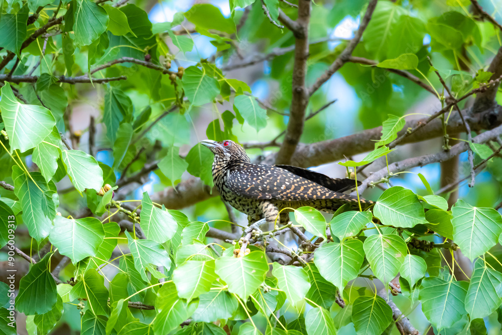 The Asian koel on the Pho tree The Asian koel on the Pho tree