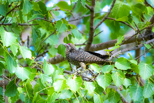 The Asian koel on the Pho tree photo