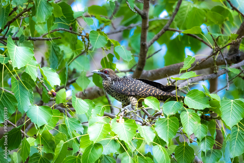 The Asian koel on the Pho tree photo