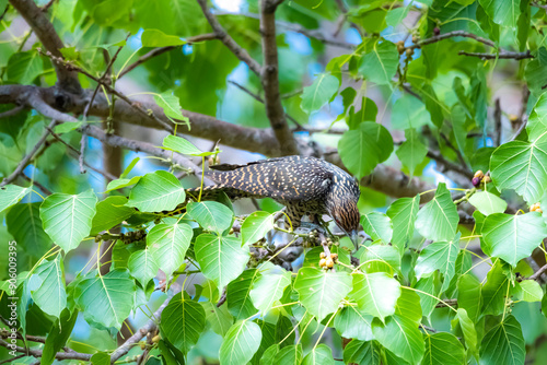 The Asian koel on the Pho tree photo