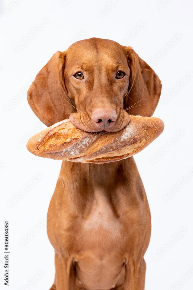 A dog of the Hungarian Vizsla breed on a white background with bread A dog of the Hungarian Vizsla breed on a white background with bread