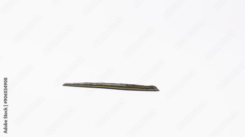 one leech crawling on white background. one leech crawling on white background.