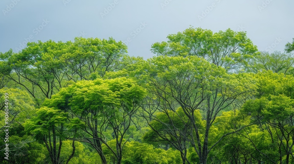 Trees sway in harmony with the breeze, creating a symphony of nature's song. Trees sway in harmony with the breeze, creating a symphony of nature's song.