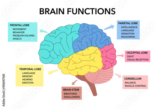 Brain sections and organ part functions in labeled anatomical outline diagram. Medical biological explanation scheme with lobe, brainstem and cerebellum description vector illustration. photo