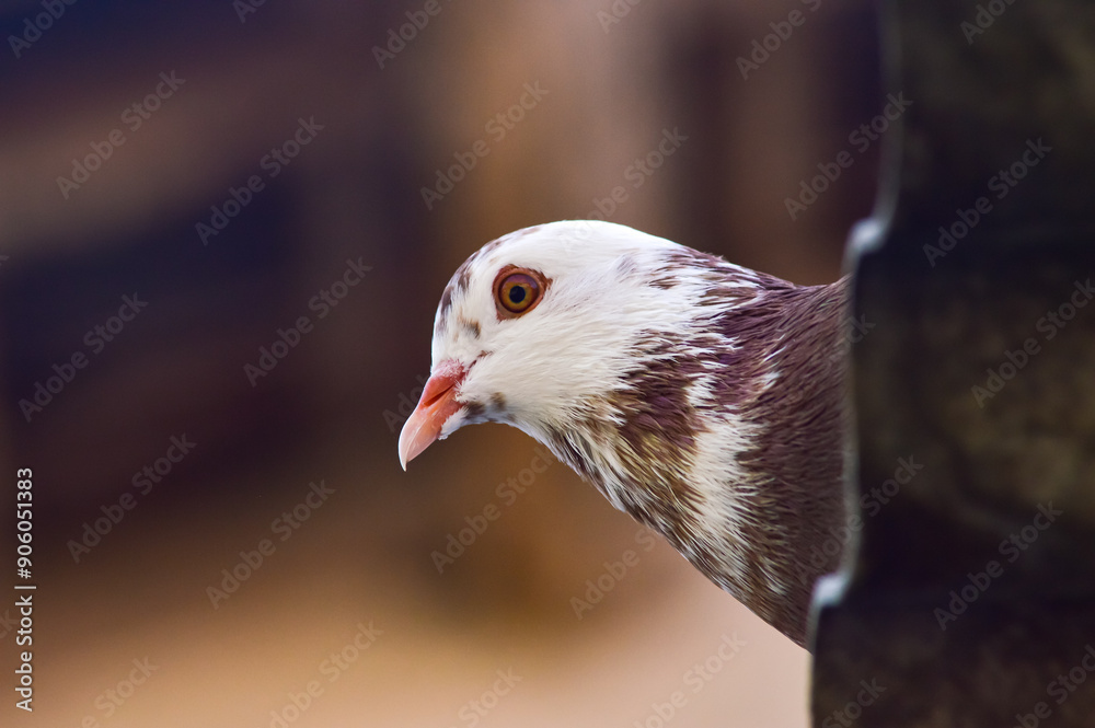 Brown and white patterned pigeon. Photo only the head is visible. Brown and white patterned pigeon. Photo only the head is visible.