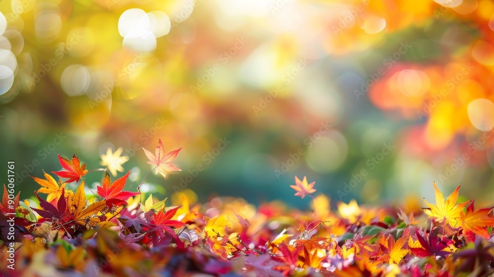 Vibrant autumn landscape maple leaves changing colors to yellow, orange, and red Vibrant autumn landscape maple leaves changing colors to yellow, orange, and red