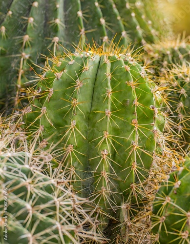 Closeup of spines on cactus, background cactus with spines