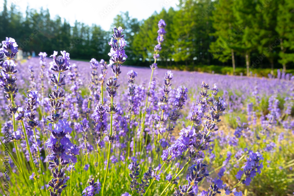 富良野 ラベンダー畑