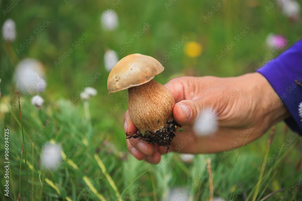 Hand picking mushroom on flowering grassland