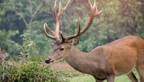 deer with long antlers are eating.