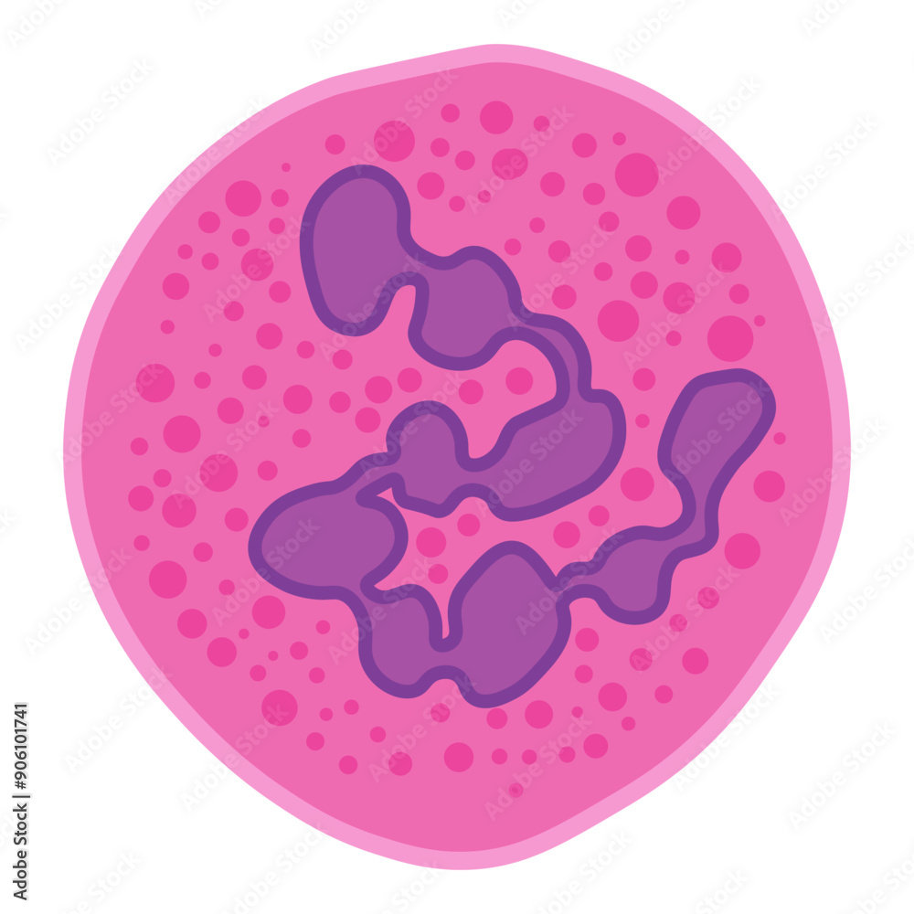 megaloblastic anemia cell megaloblastic anemia cell