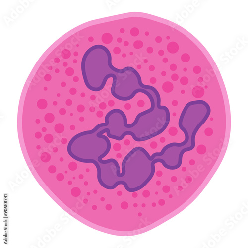 megaloblastic anemia cell