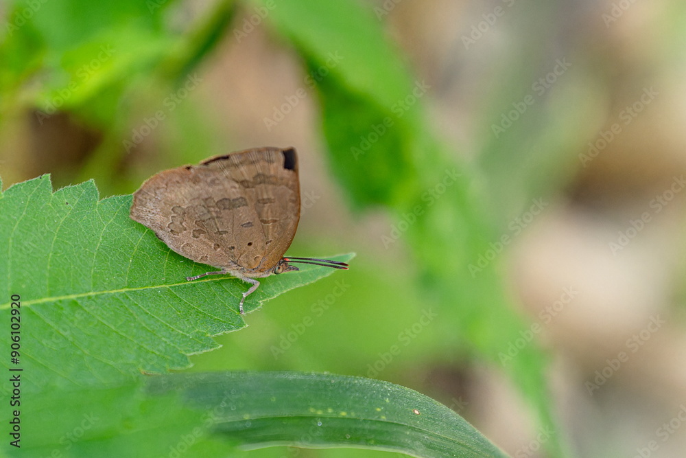 Obraz premium ムラサキシジミの裏側