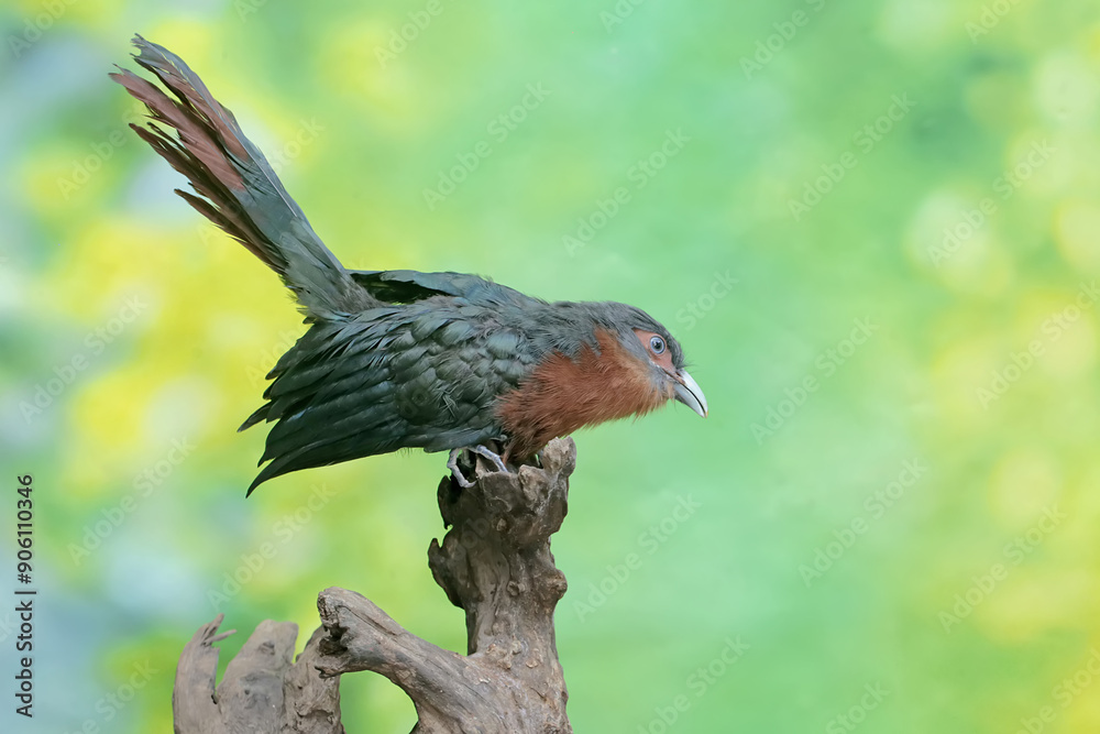 A young chestnut-breasted malkoha hunts for small insects on a rotting tree trunk. This beautifully colored bird has the scientific name Phaenicophaeus curvirostris. A young chestnut-breasted malkoha hunts for small insects on a rotting tree trunk. This beautifully colored bird has the scientific name Phaenicophaeus curvirostris.