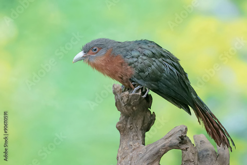 A young chestnut-breasted malkoha hunts for small insects on a rotting tree trunk. This beautifully colored bird has the scientific name Phaenicophaeus curvirostris. photo