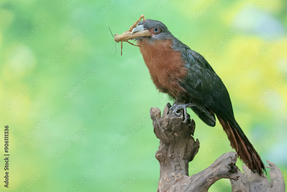 A young chestnut-breasted malkoha is preying on a grasshopper. This beautifully colored bird has the scientific name Phaenicophaeus curvirostris. A young chestnut-breasted malkoha is preying on a grasshopper. This beautifully colored bird has the scientific name Phaenicophaeus curvirostris.