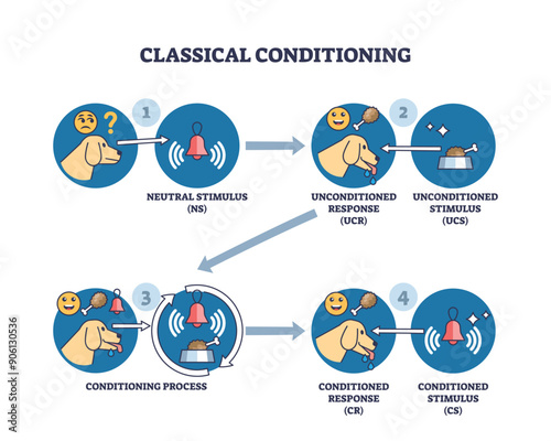 Classical conditioning and Pavlov behavior stimulus research outline diagram. Labeled educational scheme with neutral and unconditioned response experiment vector illustration. Dog salivation test.