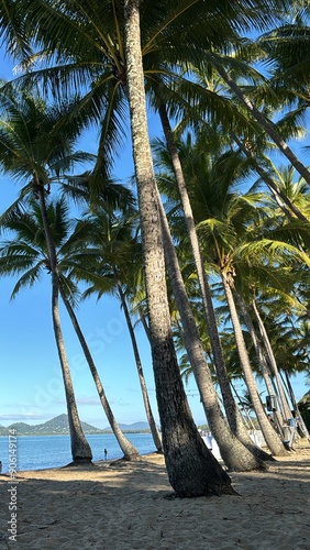 Palm Cove In Cairns City  photo