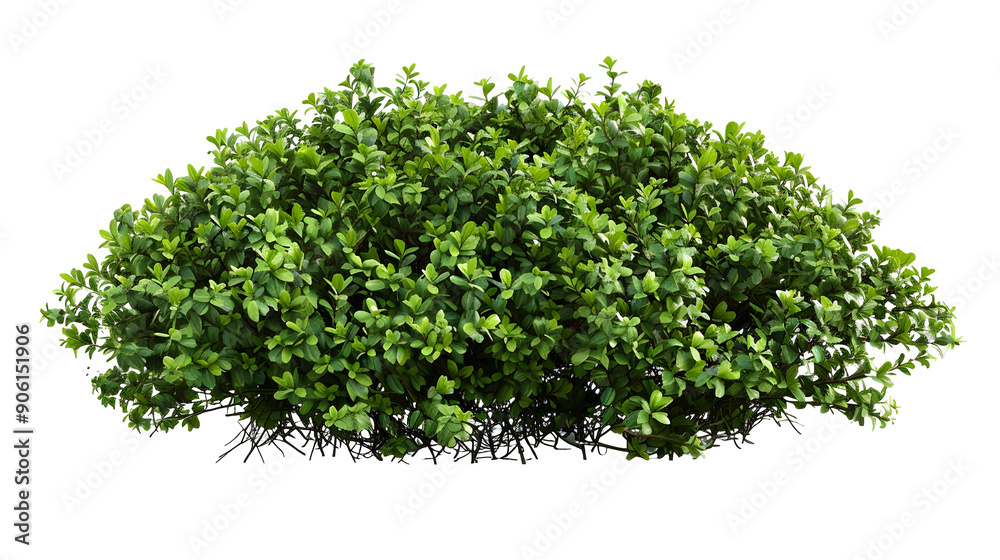 Obraz premium shrub bush fence tree isolated plant on white background,generative ai