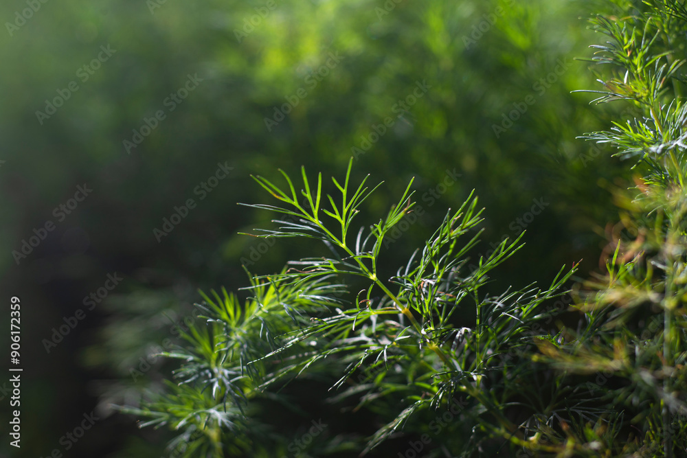 Beautiful sprigs of dill grow in the garden bed Beautiful sprigs of dill grow in the garden bed
