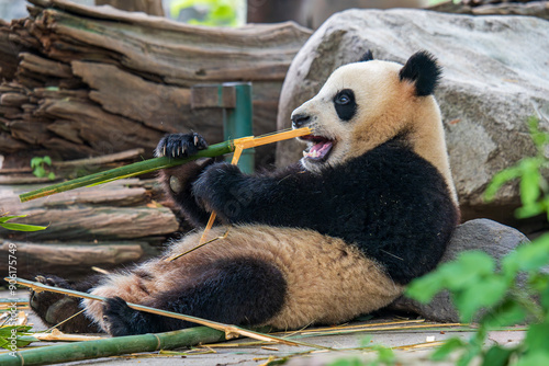 Giant panda eating bamboo at Dujiangyan Panda Base photo