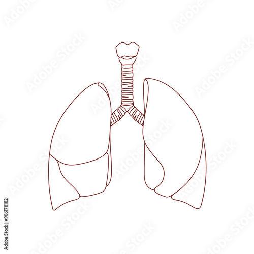 illustration of organ lungs in linear style, hand drawn