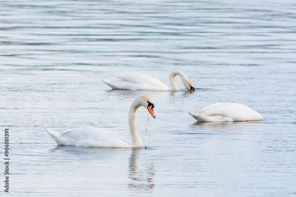 Graceful white Swans swimming in the lake, swans in the wild Graceful white Swans swimming in the lake, swans in the wild