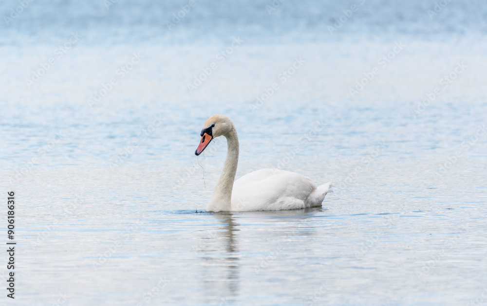 Graceful white Swan swimming in the lake, swans in the wild. Portrait of a white swan swimming on a lake. Graceful white Swan swimming in the lake, swans in the wild. Portrait of a white swan swimming on a lake.