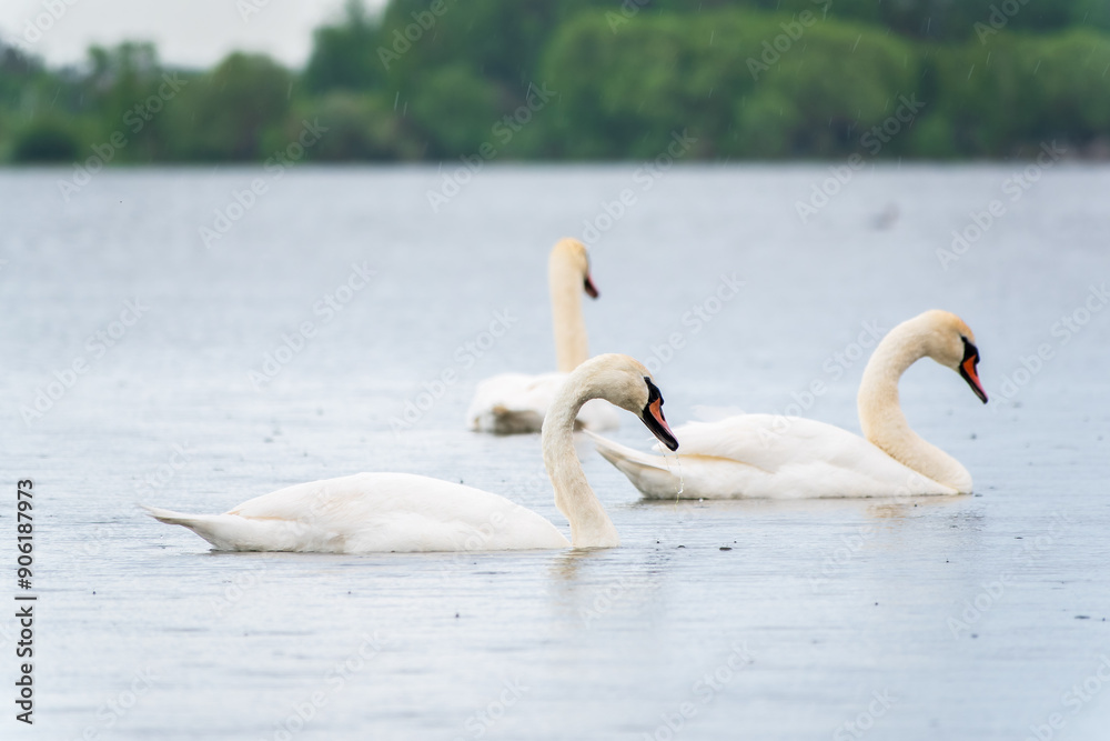Three graceful white swans swims in the lake, swans in the wild. Three graceful white swans swims in the lake, swans in the wild.