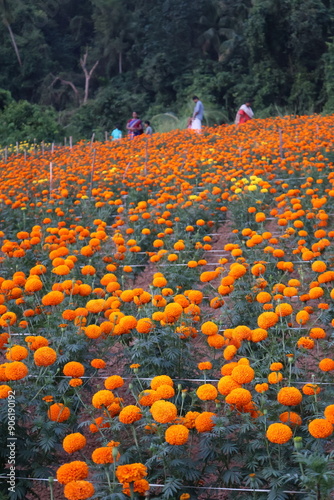 Some Yellow jamanthi between lots of orange jamanthi flowers photo