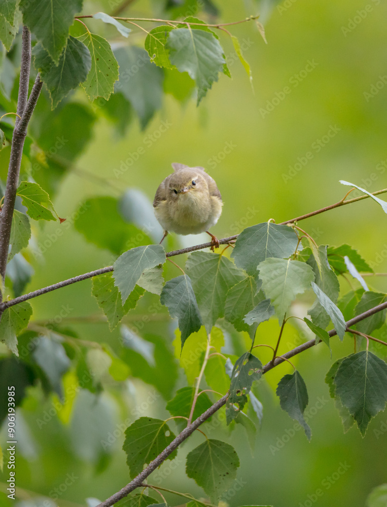 Fototapeta premium Willow warbler in summer at a wetland 