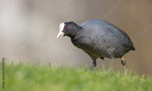 Eurasian coot - adult bird in spring