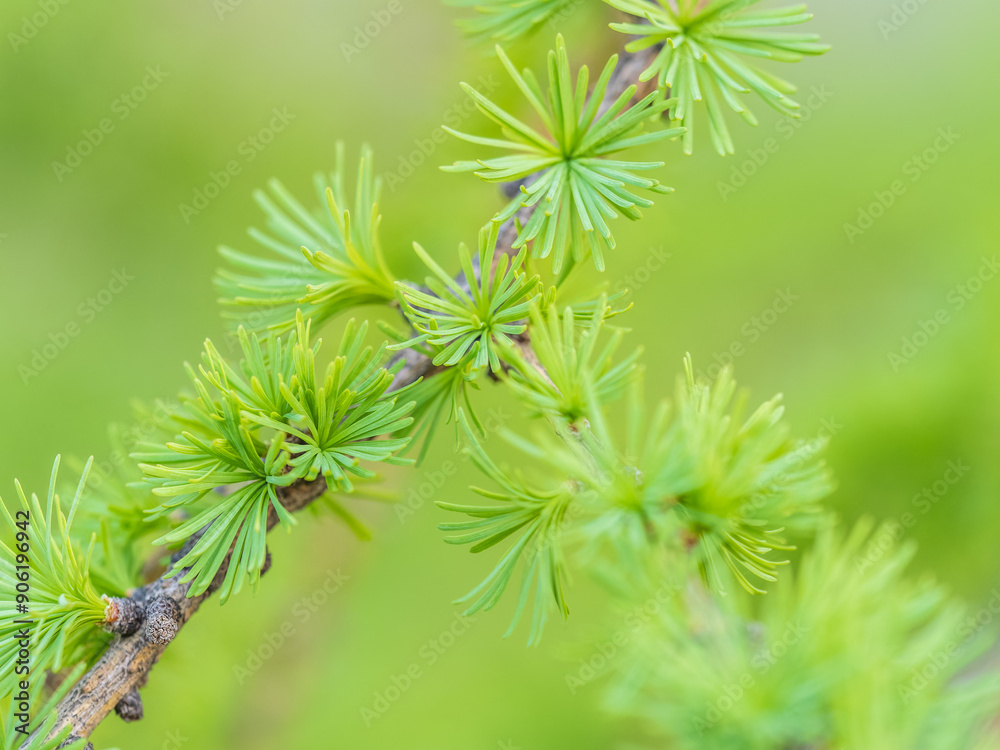 Fototapeta premium Young branches of larch. Closeup of green larch young needles.