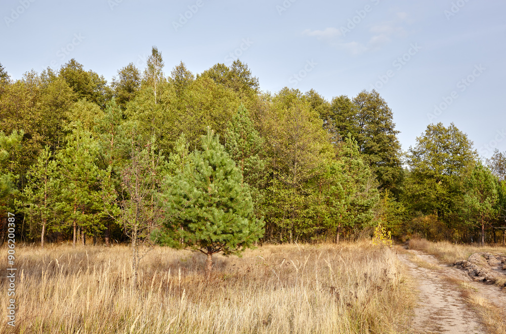 Dense forest against the sky and meadows. Beautiful landscape of a row of trees and road to forest Dense forest against the sky and meadows. Beautiful landscape of a row of trees and road to forest