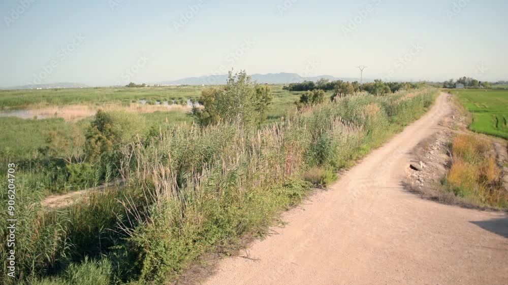 General landscape of the Valencian Albufera with vegetation and a dirt road General landscape of the Valencian Albufera with vegetation and a dirt road