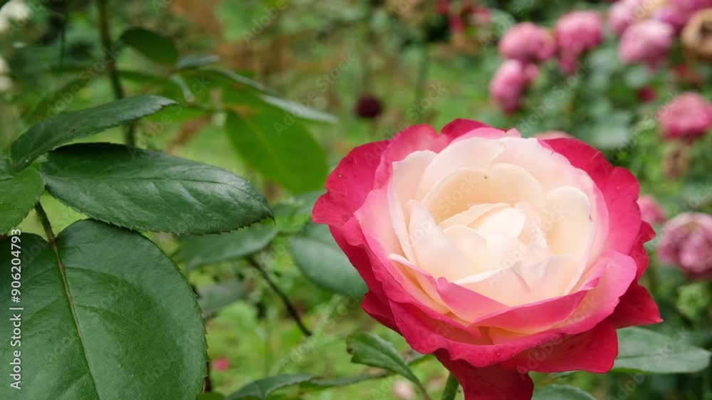 Close-up of a rose bloom. Close-up of a rose bloom.