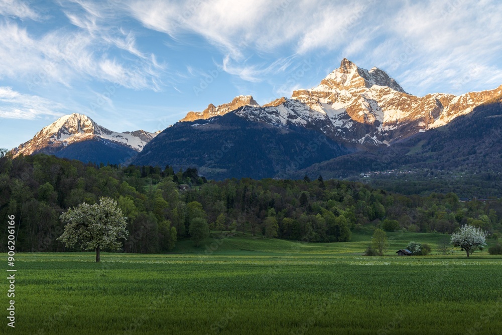 Spring landscape view of a green field with a small shed, flowered trees and the Dents du Midi Spring landscape view of a green field with a small shed, flowered trees and the Dents du Midi