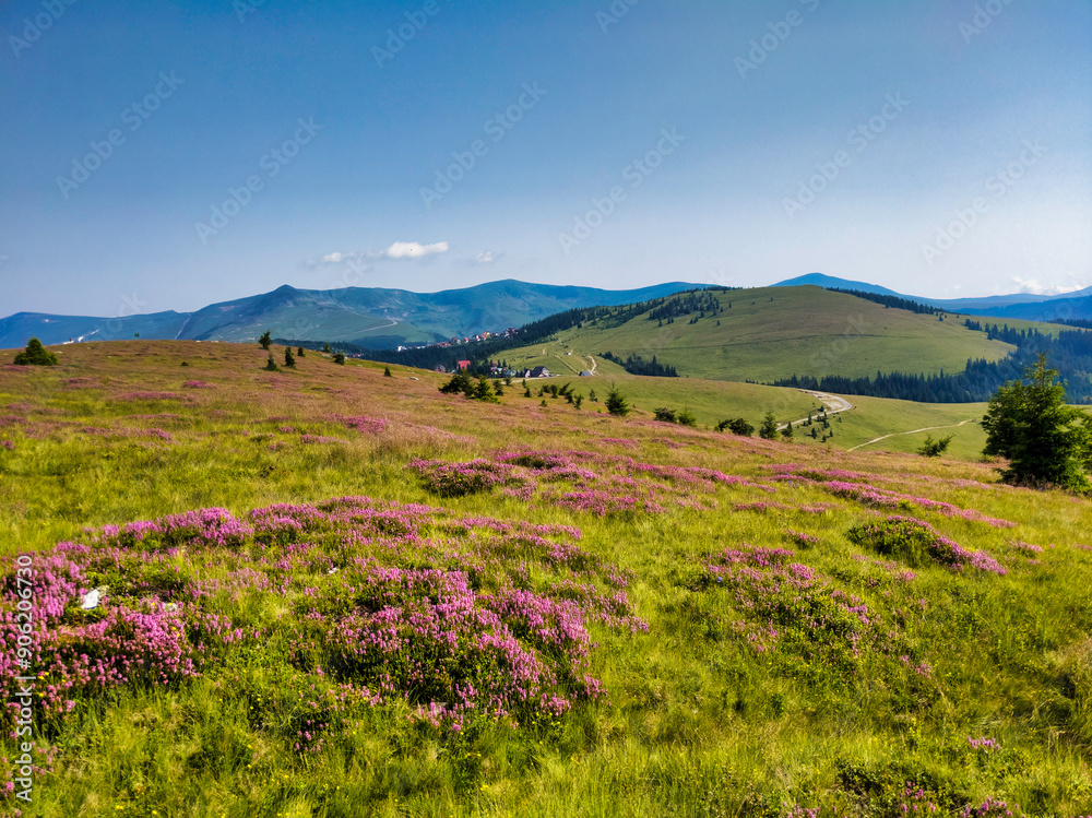 Fototapeta premium Alpine meadow with pink flowers in the Parang Mountains (Carpathians)