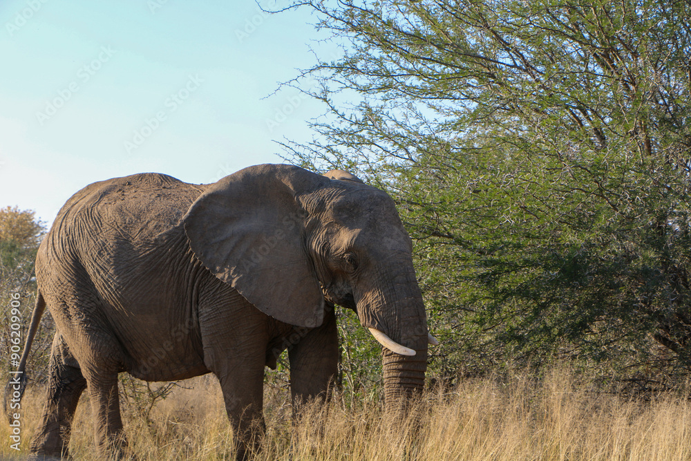 Fototapeta premium African elephant