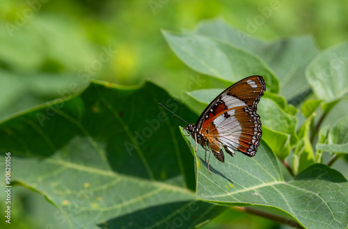 The beauty of the colors and pattern of a butterfly Hipolimnas Bolina photo
