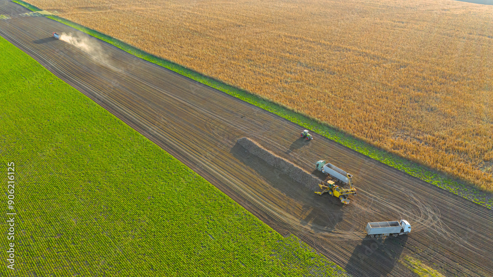 Fototapeta premium Aerial view on truck shift, loading sugar beet for transportation